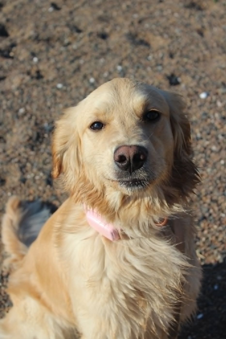 Golden retriever sitting on the beach